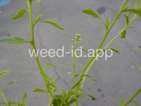 pepperweed, sand